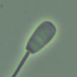 Small Vacuole